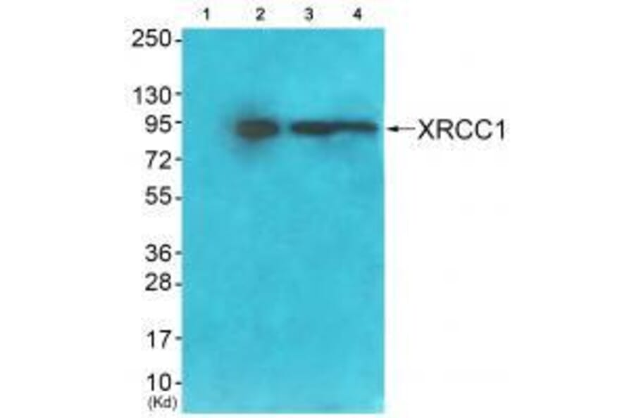Western blot - XRCC1 Antibody from Signalway Antibody (33546) - Antibodies.com