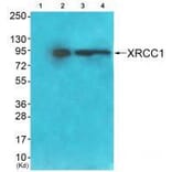 Western blot - XRCC1 Antibody from Signalway Antibody (33546) - Antibodies.com