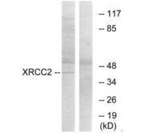 Western blot - XRCC2 Antibody from Signalway Antibody (33547) - Antibodies.com