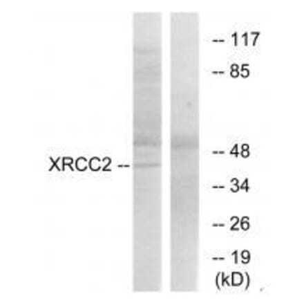 Western blot - XRCC2 Antibody from Signalway Antibody (33547) - Antibodies.com