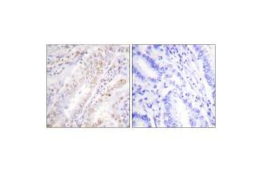 Immunohistochemistry - XRCC2 Antibody from Signalway Antibody (33547) - Antibodies.com