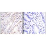 Immunohistochemistry - XRCC2 Antibody from Signalway Antibody (33547) - Antibodies.com