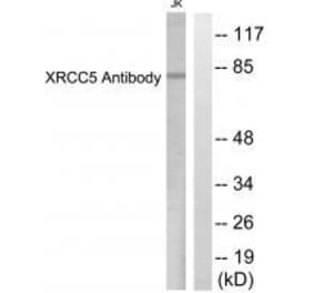 Western blot - XRCC5 Antibody from Signalway Antibody (33550) - Antibodies.com