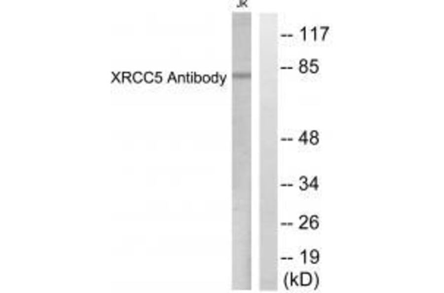 Western blot - XRCC5 Antibody from Signalway Antibody (33550) - Antibodies.com