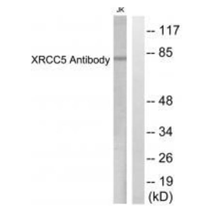 Western blot - XRCC5 Antibody from Signalway Antibody (33550) - Antibodies.com