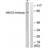 Western blot - XRCC5 Antibody from Signalway Antibody (33550) - Antibodies.com