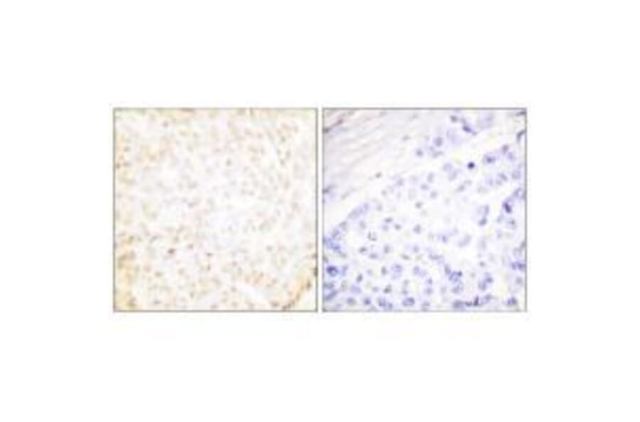 Immunohistochemistry - XRCC5 Antibody from Signalway Antibody (33550) - Antibodies.com