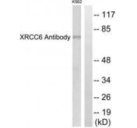 Western blot - XRCC6 Antibody from Signalway Antibody (33551) - Antibodies.com