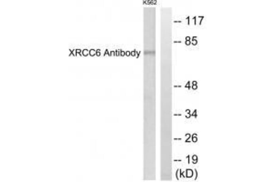 Western blot - XRCC6 Antibody from Signalway Antibody (33551) - Antibodies.com
