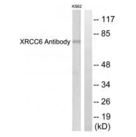 Western blot - XRCC6 Antibody from Signalway Antibody (33551) - Antibodies.com