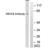 Western blot - XRCC6 Antibody from Signalway Antibody (33551) - Antibodies.com