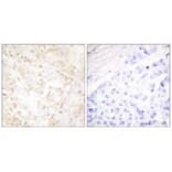 Immunohistochemistry - XRCC6 Antibody from Signalway Antibody (33551) - Antibodies.com