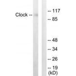Western blot - Clock Antibody from Signalway Antibody (33580) - Antibodies.com