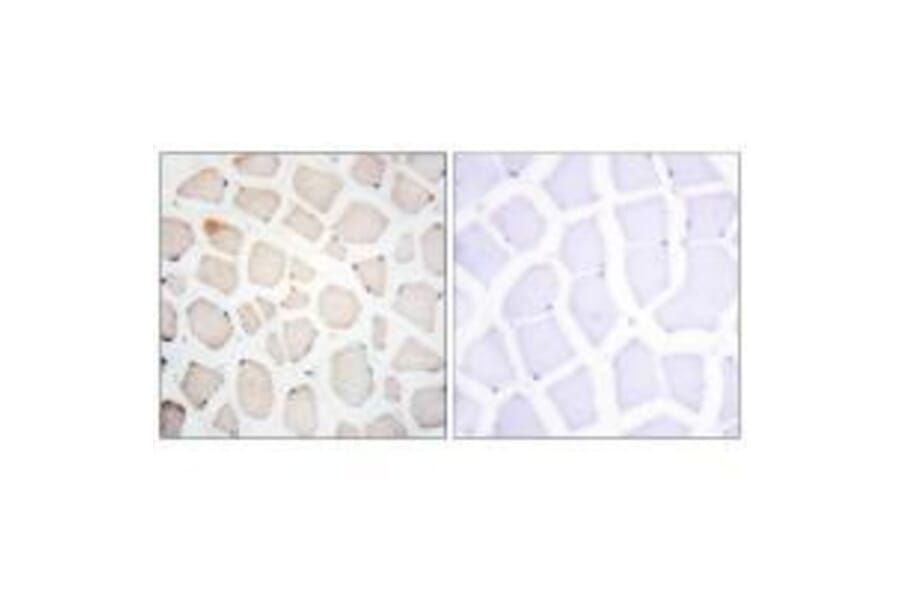 Immunohistochemistry - Clock Antibody from Signalway Antibody (33580) - Antibodies.com
