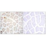 Immunohistochemistry - Clock Antibody from Signalway Antibody (33580) - Antibodies.com