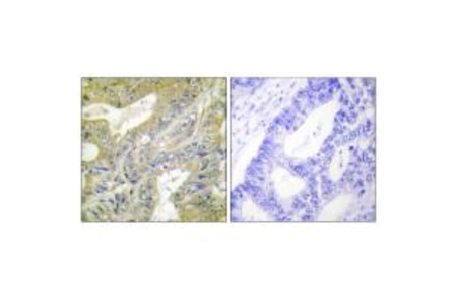 Immunohistochemistry - HEXB Antibody from Signalway Antibody (33657) - Antibodies.com