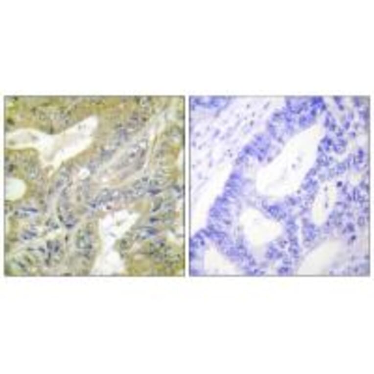Immunohistochemistry - HEXB Antibody from Signalway Antibody (33657) - Antibodies.com