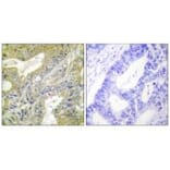 Immunohistochemistry - HEXB Antibody from Signalway Antibody (33657) - Antibodies.com