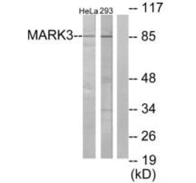 Western blot - MARK3 Antibody from Signalway Antibody (33730) - Antibodies.com