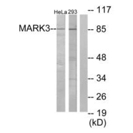 Western blot - MARK3 Antibody from Signalway Antibody (33730) - Antibodies.com