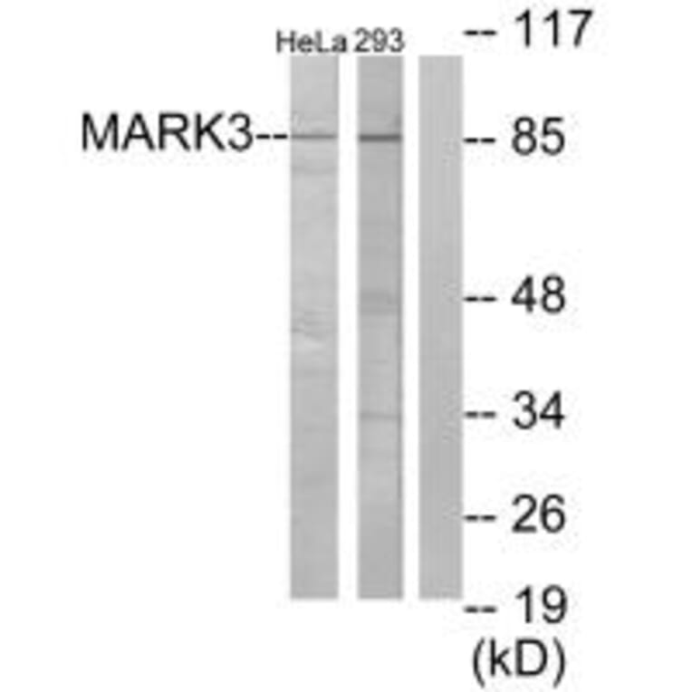 Western blot - MARK3 Antibody from Signalway Antibody (33730) - Antibodies.com