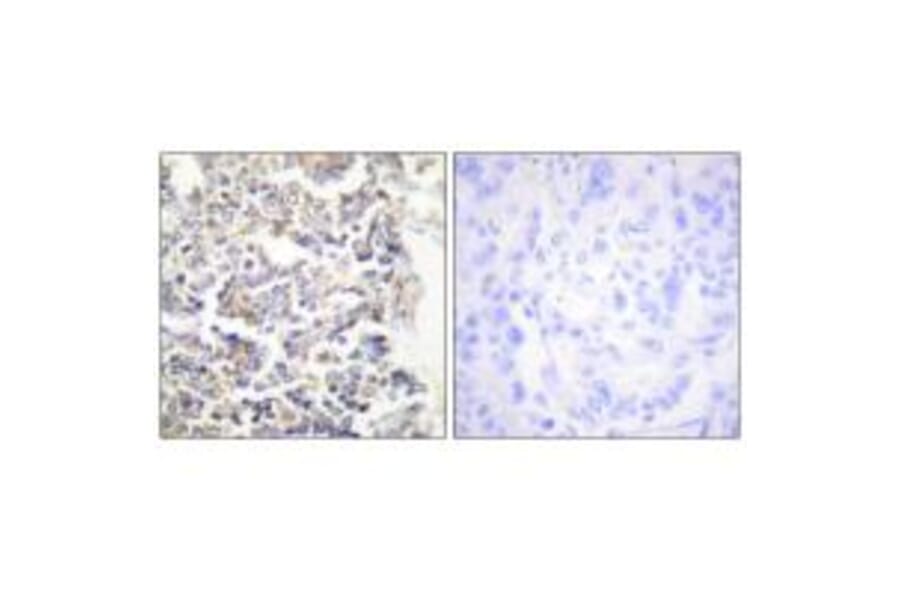 Immunohistochemistry - MARK3 Antibody from Signalway Antibody (33730) - Antibodies.com