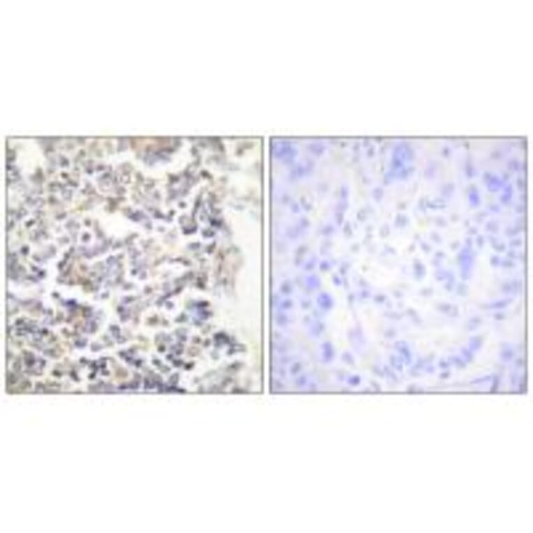Immunohistochemistry - MARK3 Antibody from Signalway Antibody (33730) - Antibodies.com