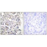 Immunohistochemistry - MARK3 Antibody from Signalway Antibody (33730) - Antibodies.com