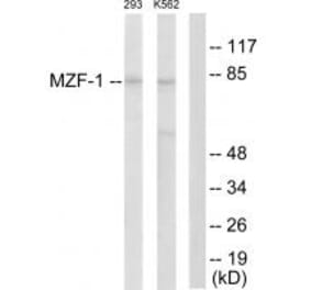 Western blot - MZF-1 Antibody from Signalway Antibody (33737) - Antibodies.com