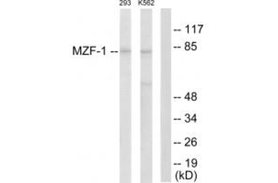 Western blot - MZF-1 Antibody from Signalway Antibody (33737) - Antibodies.com