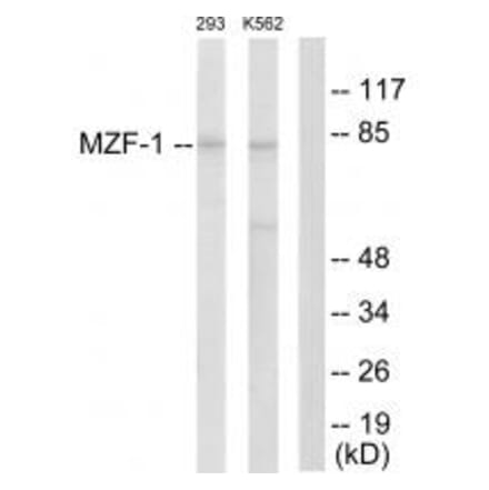 Western blot - MZF-1 Antibody from Signalway Antibody (33737) - Antibodies.com