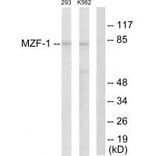 Western blot - MZF-1 Antibody from Signalway Antibody (33737) - Antibodies.com