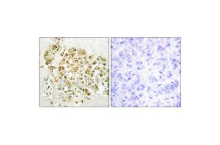 Immunohistochemistry - MZF-1 Antibody from Signalway Antibody (33737) - Antibodies.com