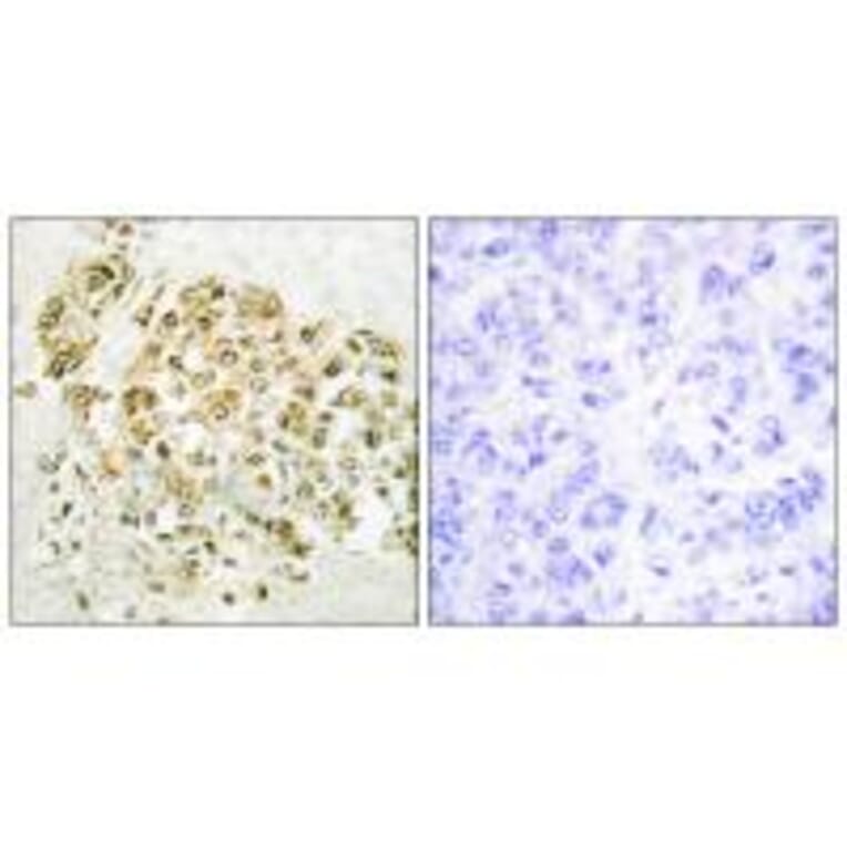 Immunohistochemistry - MZF-1 Antibody from Signalway Antibody (33737) - Antibodies.com