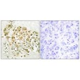 Immunohistochemistry - MZF-1 Antibody from Signalway Antibody (33737) - Antibodies.com