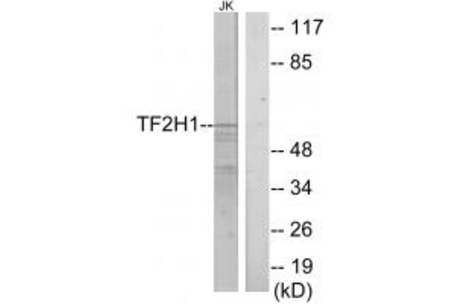 Western blot - TF2H1 Antibody from Signalway Antibody (33751) - Antibodies.com
