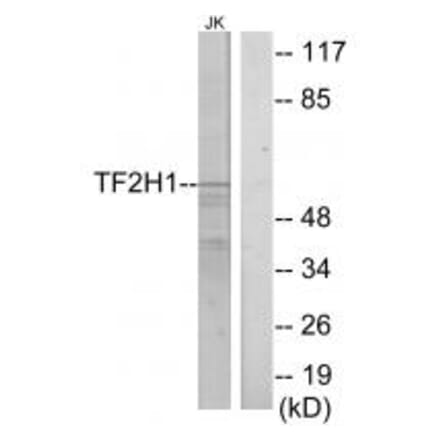 Western blot - TF2H1 Antibody from Signalway Antibody (33751) - Antibodies.com