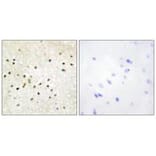 Immunohistochemistry - TF2H1 Antibody from Signalway Antibody (33751) - Antibodies.com