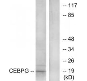 Western blot - CEBPG Antibody from Signalway Antibody (33813) - Antibodies.com