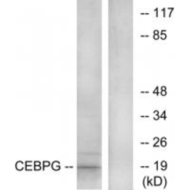 Western blot - CEBPG Antibody from Signalway Antibody (33813) - Antibodies.com