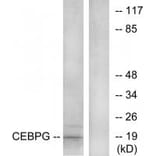 Western blot - CEBPG Antibody from Signalway Antibody (33813) - Antibodies.com