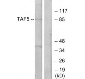 Western blot - TAF5 Antibody from Signalway Antibody (33898) - Antibodies.com