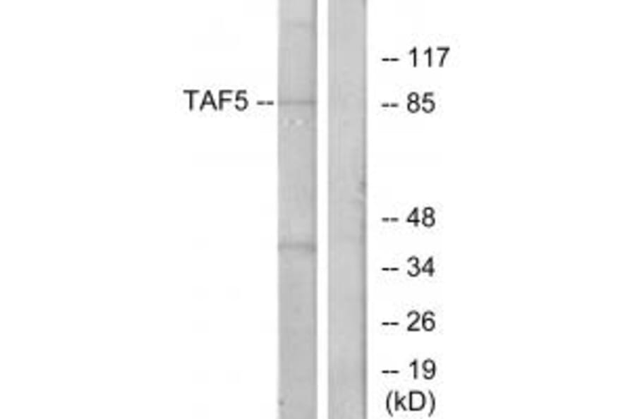 Western blot - TAF5 Antibody from Signalway Antibody (33898) - Antibodies.com