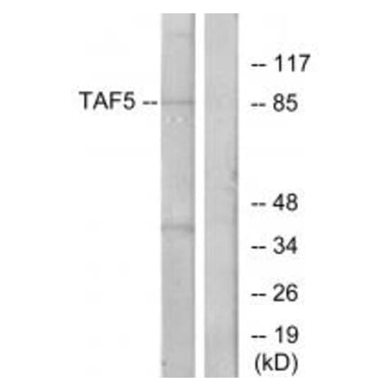 Western blot - TAF5 Antibody from Signalway Antibody (33898) - Antibodies.com