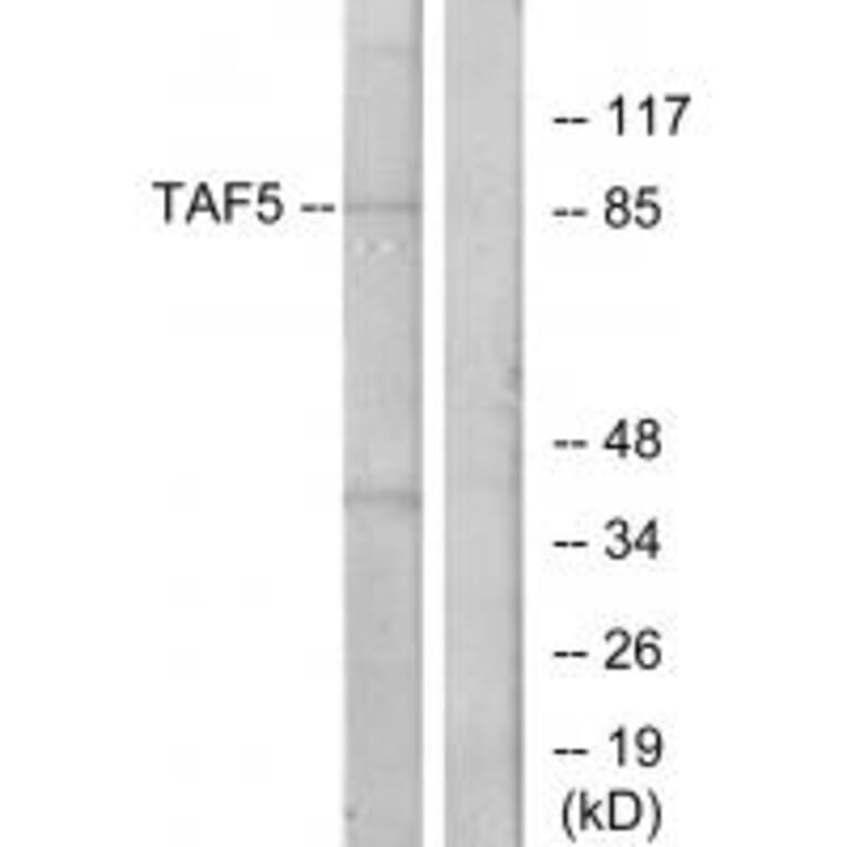 Western blot - TAF5 Antibody from Signalway Antibody (33898) - Antibodies.com