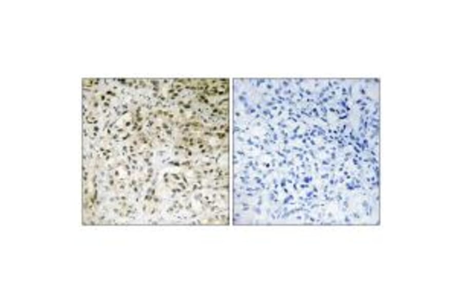 Immunohistochemistry - TAF5 Antibody from Signalway Antibody (33898) - Antibodies.com