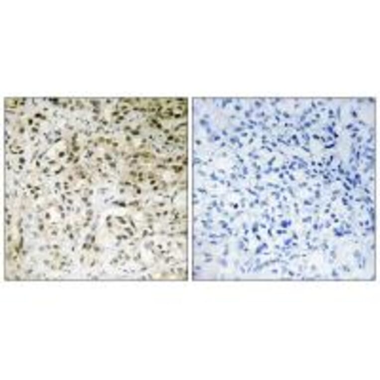 Immunohistochemistry - TAF5 Antibody from Signalway Antibody (33898) - Antibodies.com