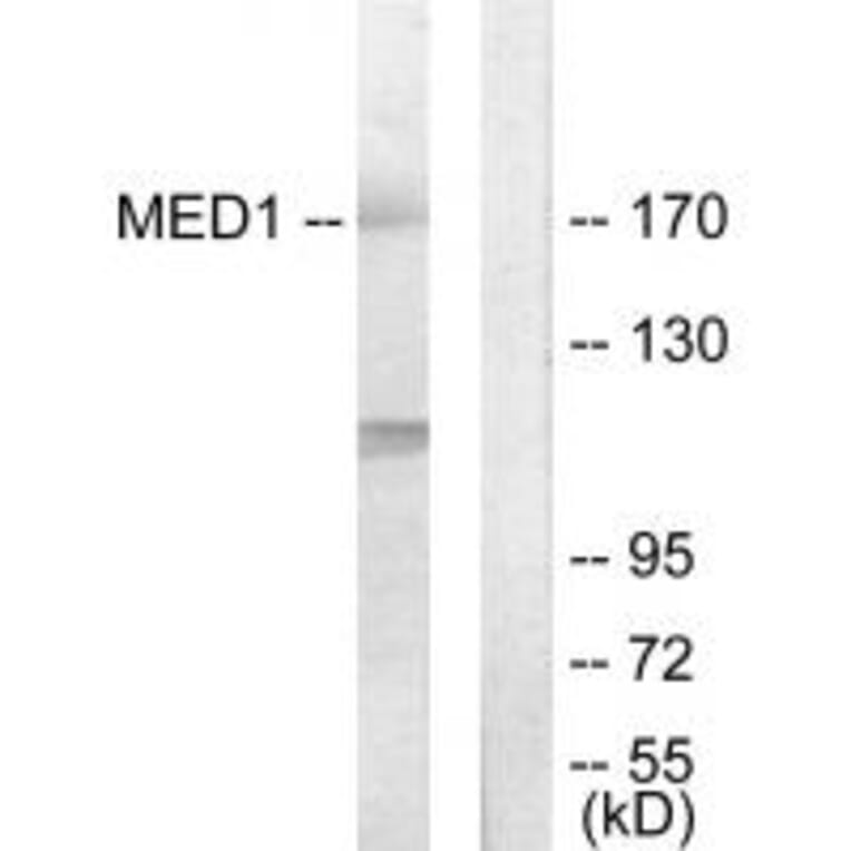 Western blot - MED1 Antibody from Signalway Antibody (33902) - Antibodies.com