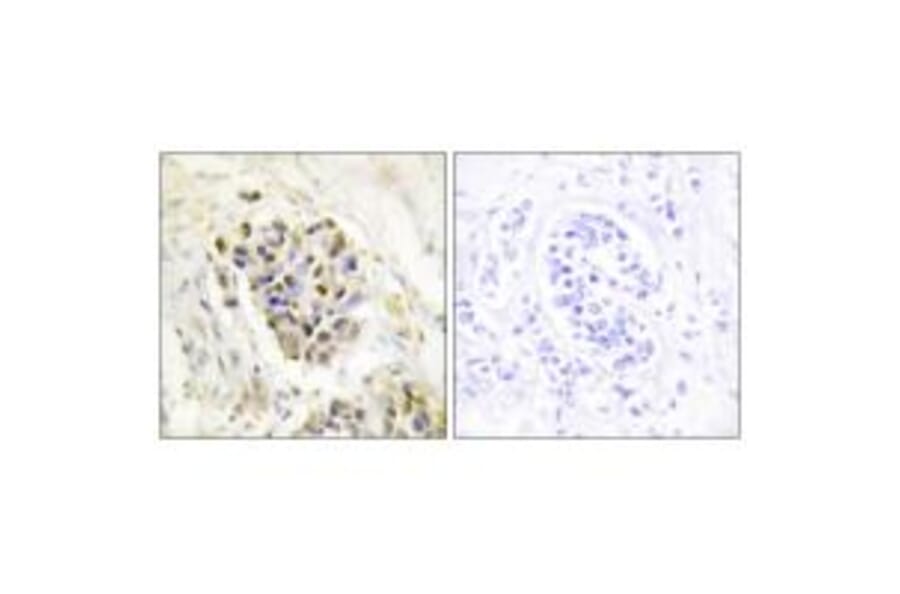 Immunohistochemistry - MED1 Antibody from Signalway Antibody (33902) - Antibodies.com