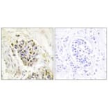 Immunohistochemistry - MED1 Antibody from Signalway Antibody (33902) - Antibodies.com